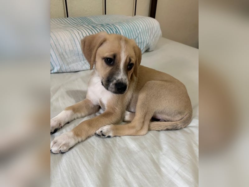 Cola, geb. ca. 11/2025, lebt in GRIECHENLAND, auf einer privaten Pflegestelle