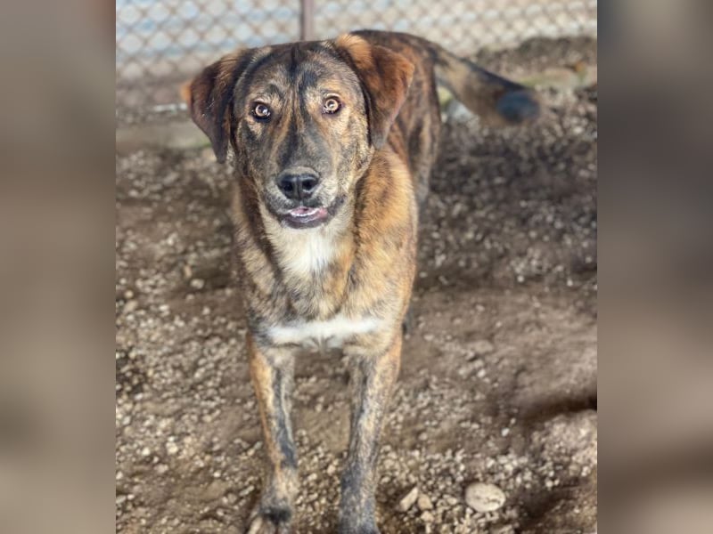Fiyero, geb. ca. 07/2025, lebt in GRIECHENLAND, im städt. Tierheim Serres