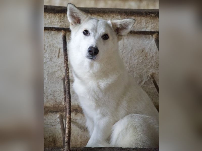 Thimia, geb. ca. 07/2023, lebt in GRIECHENLAND, auf einer privaten Pflegestelle