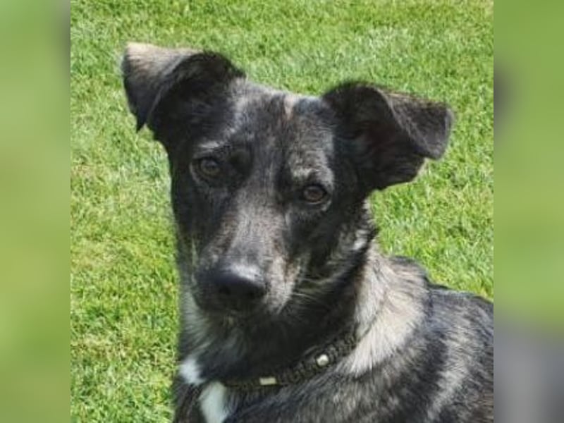 Larsson, geb. ca. 12/2018, lebt bei einer Familie in 74229 Oedheim, Vermittlungshilfe