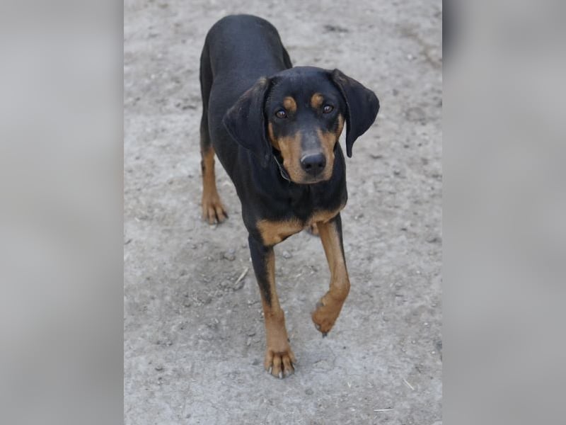 Frida, geb. ca. 01/2025, lebt in GRIECHENLAND, auf einer privaten Pflegestelle