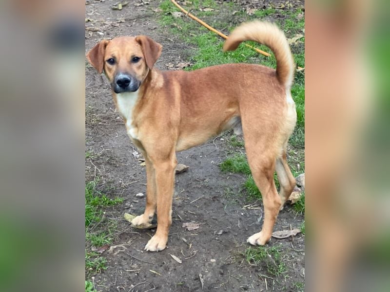 Hunter, geb. ca. 02/2025, lebt in GRIECHENLAND, auf einer privaten Pflegestelle