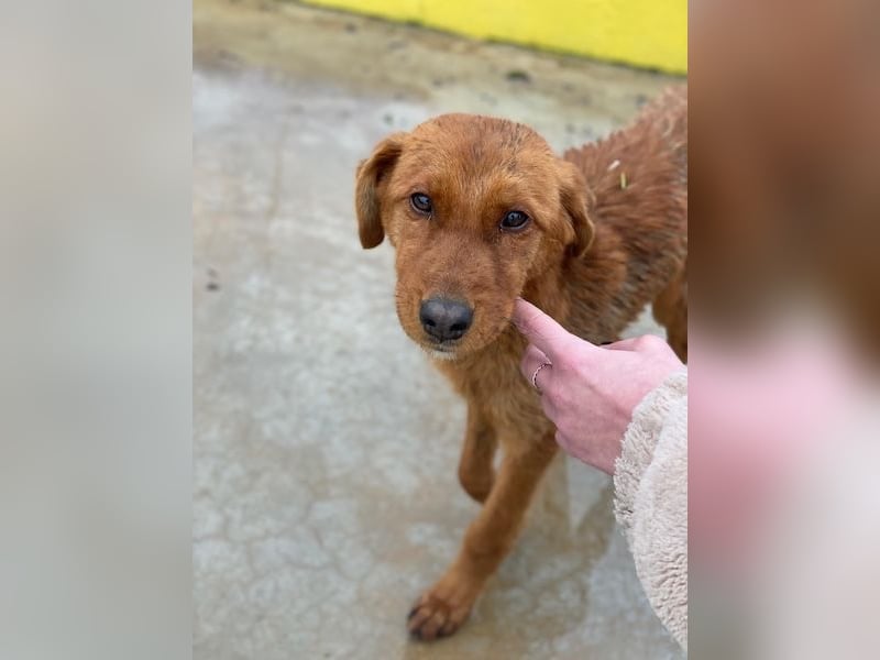 Kayla, geb. ca. 08/2025, lebt in GRIECHENLAND, im städt. Tierheim Serres