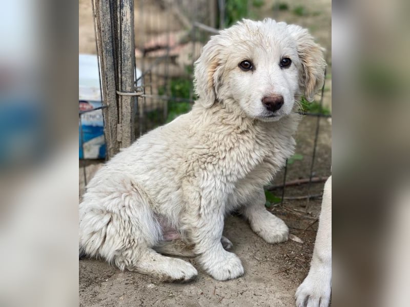 Tiramisu, geb. ca. 01/2026, lebt in GRIECHENLAND, auf einer privaten Pflegestelle