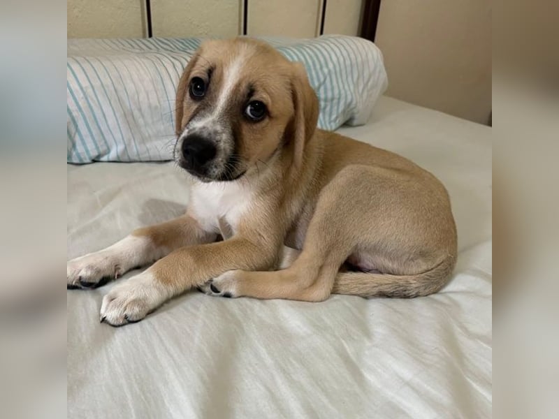 Cola, geb. ca. 11/2025, lebt in GRIECHENLAND, auf einer privaten Pflegestelle