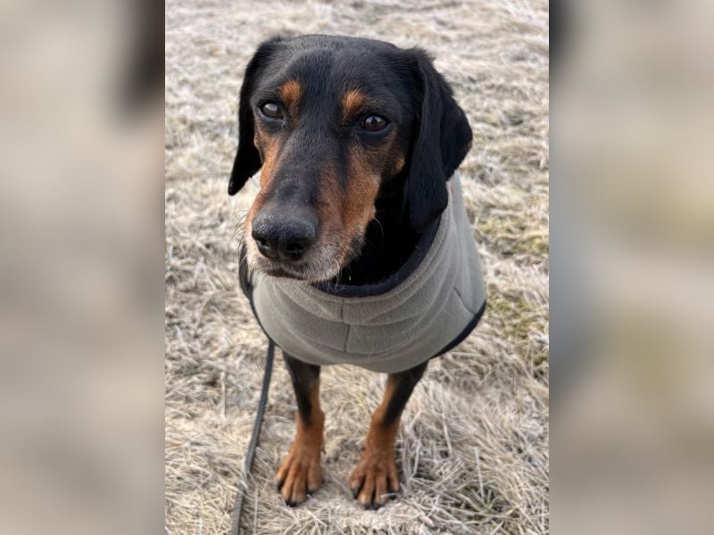 Neria, geb. ca. 11/2020, lebt auf einer Pflegestelle in 95168 Marktleuthen