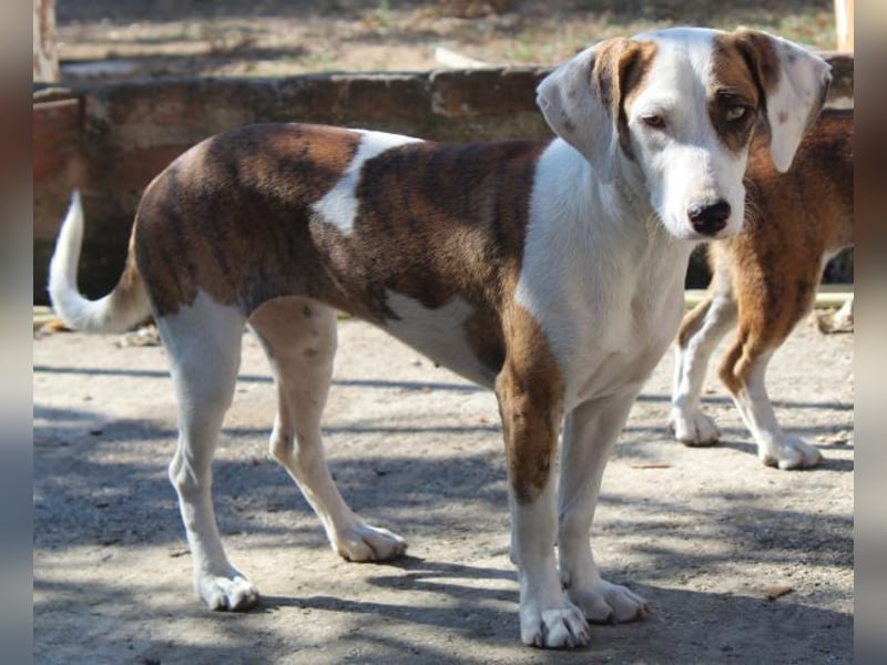 Nivara, geb. ca. 11/2024, lebt in GRIECHENLAND, auf einer privaten Pflegestelle