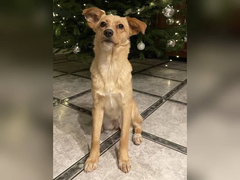 Yumi, geb. ca. 05/2025, lebt auf einer Pflegestelle in 52066 Aachen