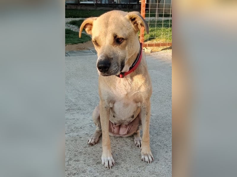 Coco, geb. ca. 07/2022, lebt in GRIECHENLAND, auf einer privaten Pflegestelle