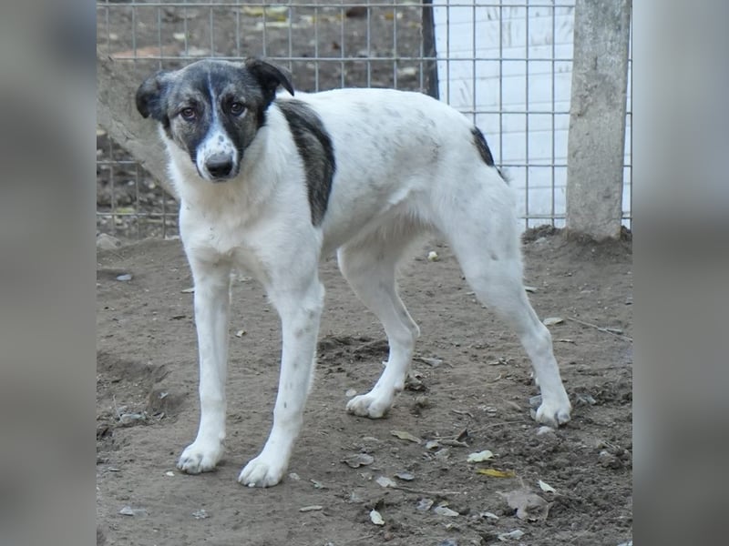 Ranja, geb. ca. 11/2023, lebt in GRIECHENLAND, auf einer privaten Pflegestelle