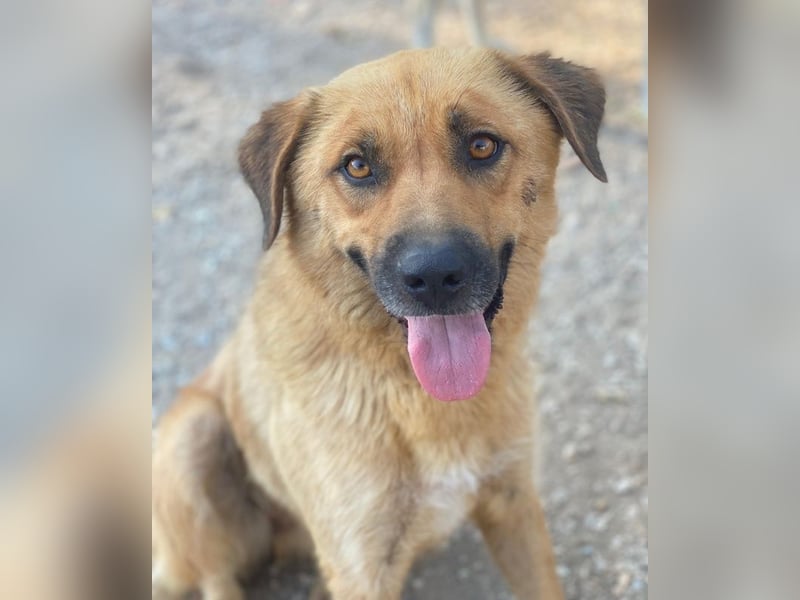 Tavina, geb. ca. 08/2024, lebt in GRIECHENLAND, im städt. Tierheim Serres