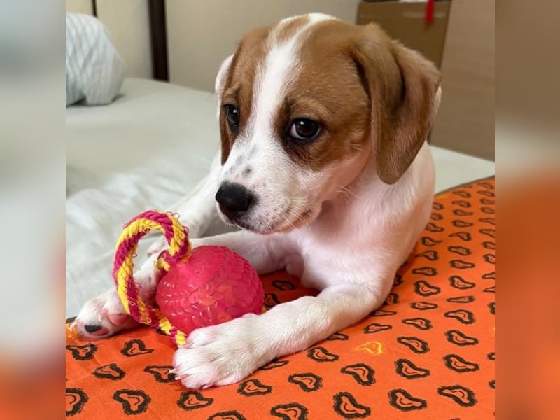 Sprite, geb. ca. 11/2025, lebt in GRIECHENLAND, auf einer privaten Pflegestelle