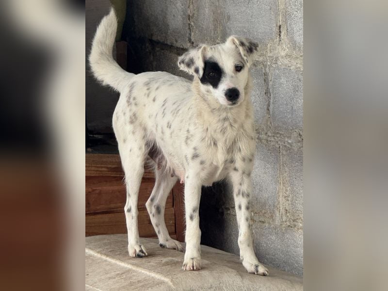 Meybel geb. ca. 02/2025, lebt in GRIECHENLAND, auf einer privaten Pflegestelle