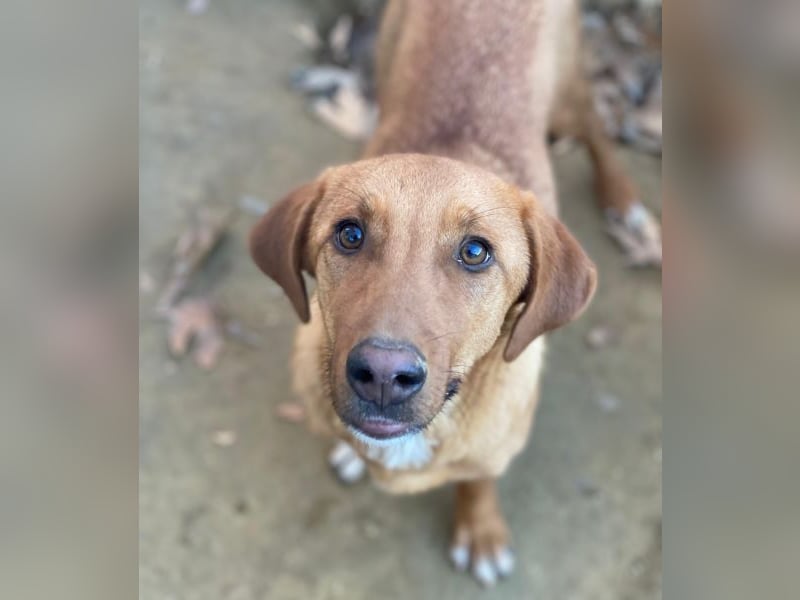 Karamell, geb. ca. 06/2025, lebt in GRIECHENLAND, auf einer privaten Pflegestelle