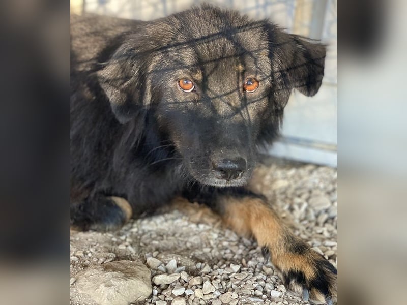 Kayra, geb. ca. 09/2018, lebt in GRIECHENLAND, im städt. Tierheim Serres