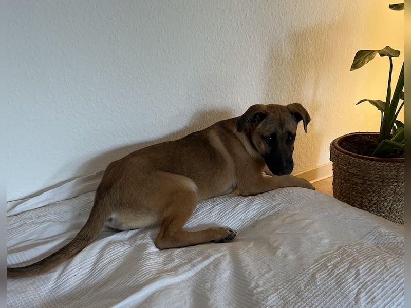 Dickie, geb. ca. 11/2025, lebt bei einer Familie in 46236 Bottrop