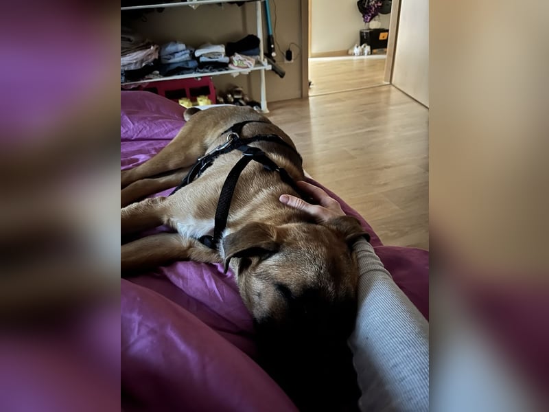 Dickie, geb. ca. 11/2025, lebt bei einer Familie in 46236 Bottrop