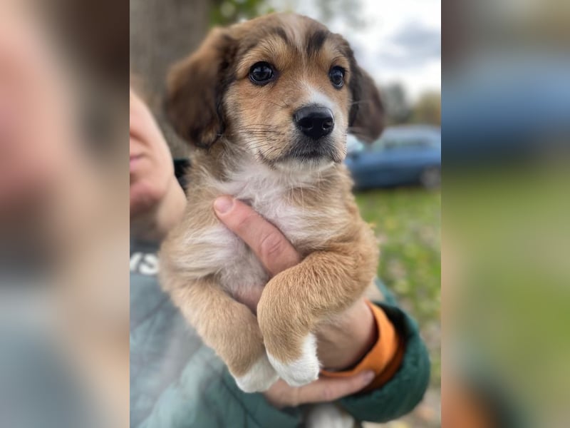 Barnes, geb. ca. 10/2025, lebt in GRIECHENLAND, im städt. Tierheim Serres