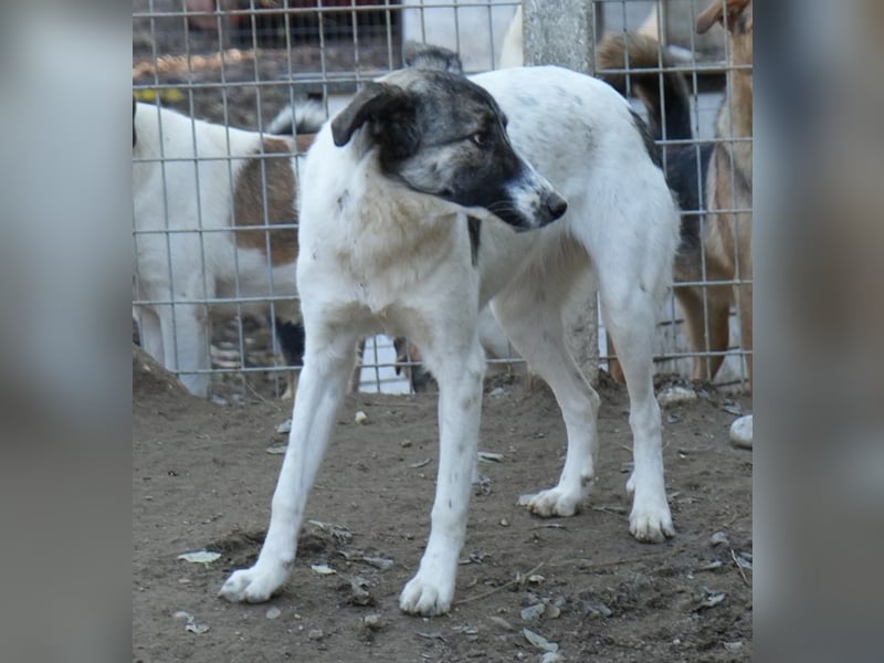 Ranja, geb. ca. 11/2023, lebt in GRIECHENLAND, auf einer privaten Pflegestelle