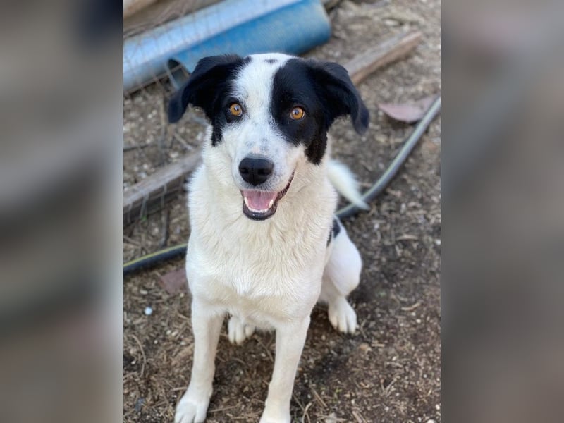 Alva, geb. ca. 05/2023, lebt in GRIECHENLAND, auf einer privaten Pflegestelle