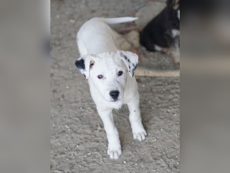 Yaspi, geb. ca. 01/2026, lebt in GRIECHENLAND, auf einer privaten Pflegestelle