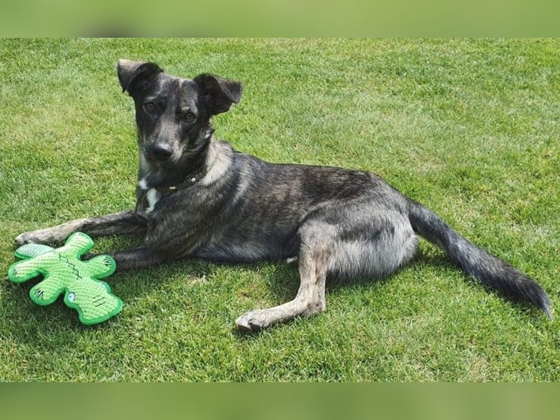 Larsson, geb. ca. 12/2018, lebt bei einer Familie in 74229 Oedheim, Vermittlungshilfe