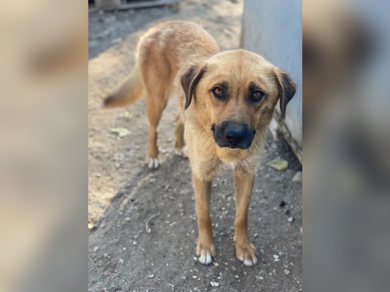 Tavina, geb. ca. 08/2024, lebt in GRIECHENLAND, im städt. Tierheim Serres