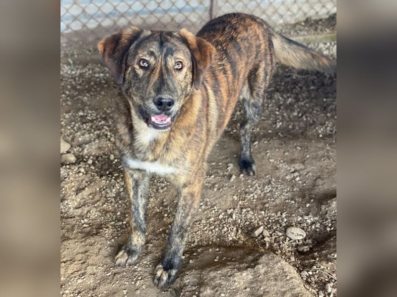 Fiyero, geb. ca. 07/2025, lebt in GRIECHENLAND, im städt. Tierheim Serres