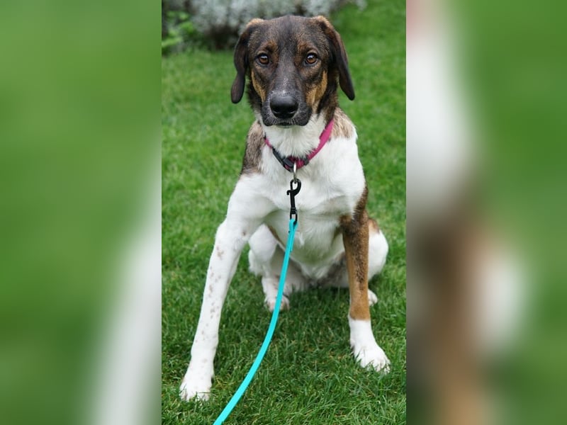 Diona, geb. ca. 05/2024, lebt lebt in 48291 Telgte, Vermittlungshilfe