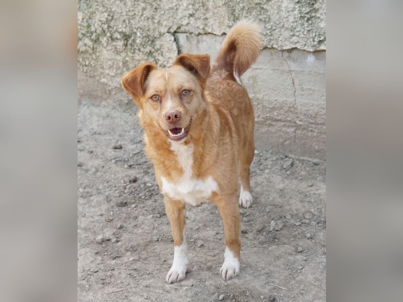 Rosalie, geb. ca. 12/2022, lebt in GRIECHENLAND, auf einer privaten Pflegestelle