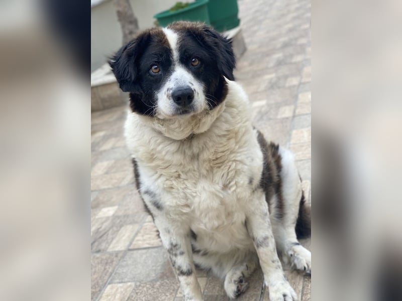 Linda, geb. ca. 09/2015, lebt in GRIECHENLAND, auf einer privaten Pflegestelle