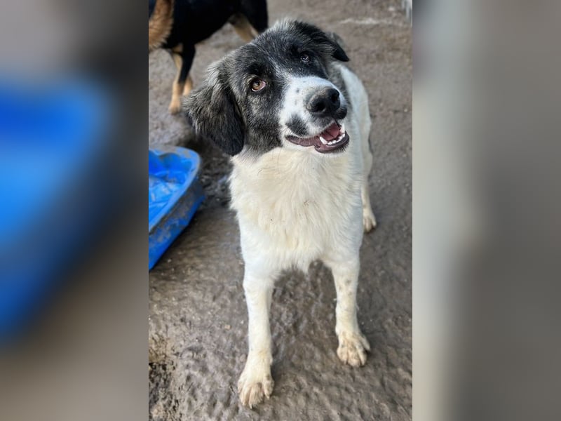 Hoya, geb. ca. 04/2022, lebt in GRIECHENLAND, im städt. Tierheim Serres