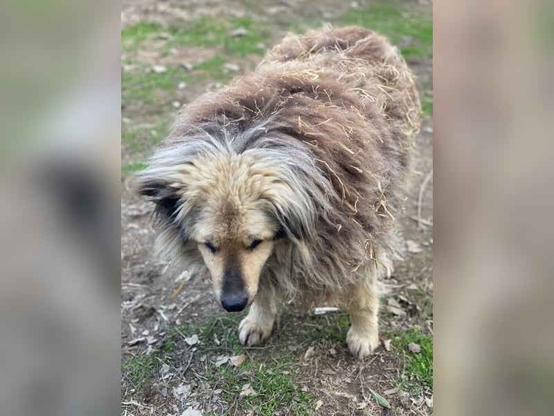 Mandy Lou geb. ca. 11/2020, lebt in GRIECHENLAND, auf einer privaten Pflegestelle