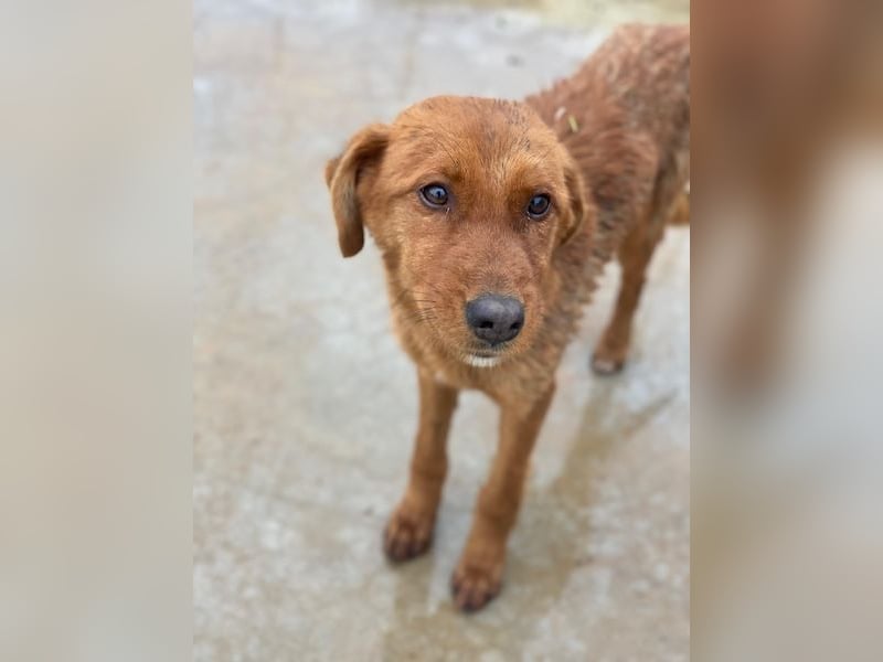 Kayla, geb. ca. 08/2025, lebt in GRIECHENLAND, im städt. Tierheim Serres