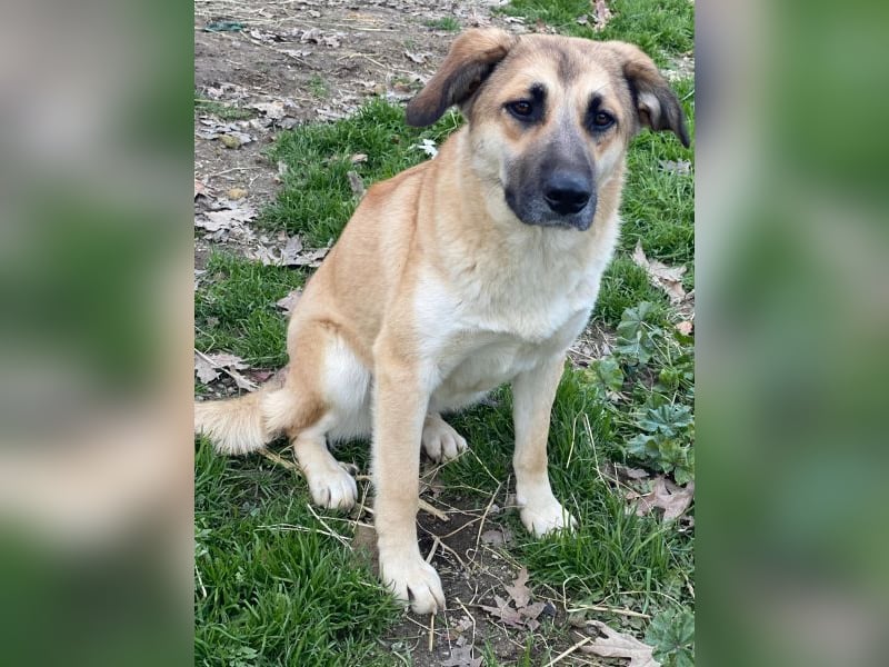 Heraya, geb. ca. 02/2025, lebt in GRIECHENLAND, auf einer privaten Pflegestelle