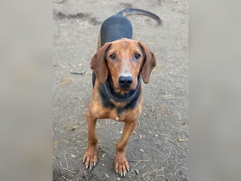 Abaluga, geb. ca. 01/2024, lebt in GRIECHENLAND, auf einer privaten Pflegestelle, Vermittlungshilf