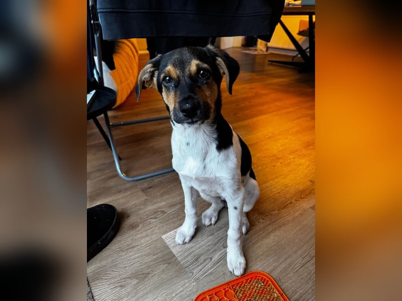 Caien, geb. ca. 10/2025, lebt auf einer Pflegestelle in 49176 Hilter