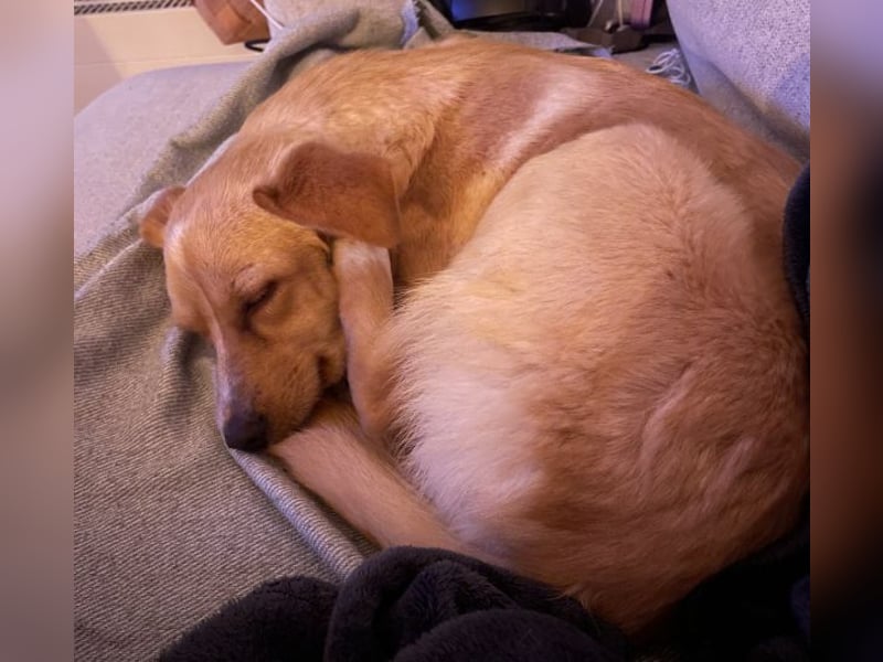 Yumi, geb. ca. 05/2025, lebt auf einer Pflegestelle in 52066 Aachen