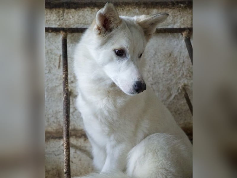 Thimia, geb. ca. 07/2023, lebt in GRIECHENLAND, auf einer privaten Pflegestelle