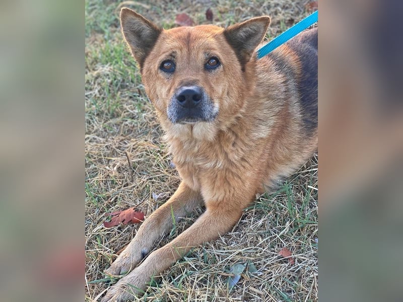 Foxita, geb. ca. 04/2020, lebt in GRIECHENLAND, im städt. Tierheim Serres