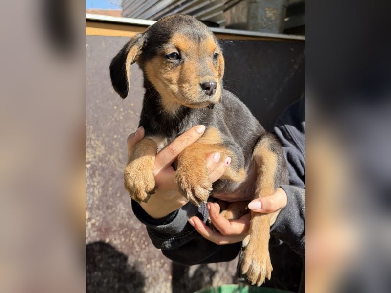 Loxana, geb. 12/2025, lebt auf einer Pflegestelle in 40789 Monheim