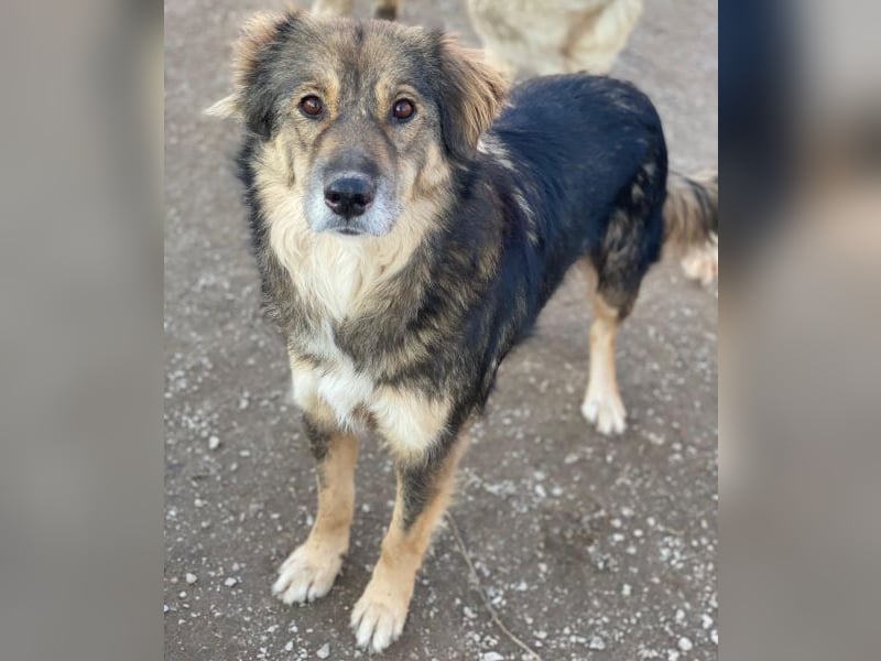 Shiou, geb. ca. 12/2023, lebt in GRIECHENLAND, im städt. Tierheim Serres