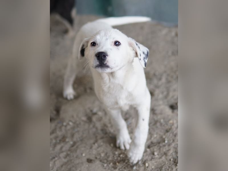 Yaspi, geb. ca. 01/2026, lebt in GRIECHENLAND, auf einer privaten Pflegestelle