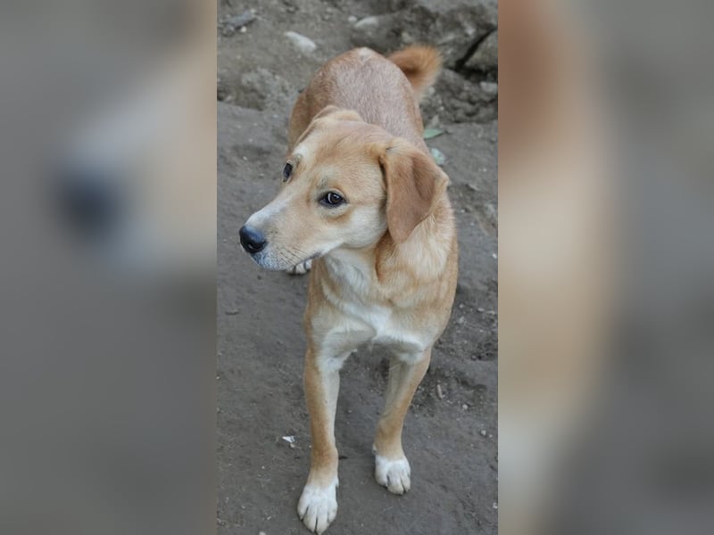 Boston, geb. ca. 07/2023, lebt in GRIECHENLAND, auf einer privaten Pflegestelle