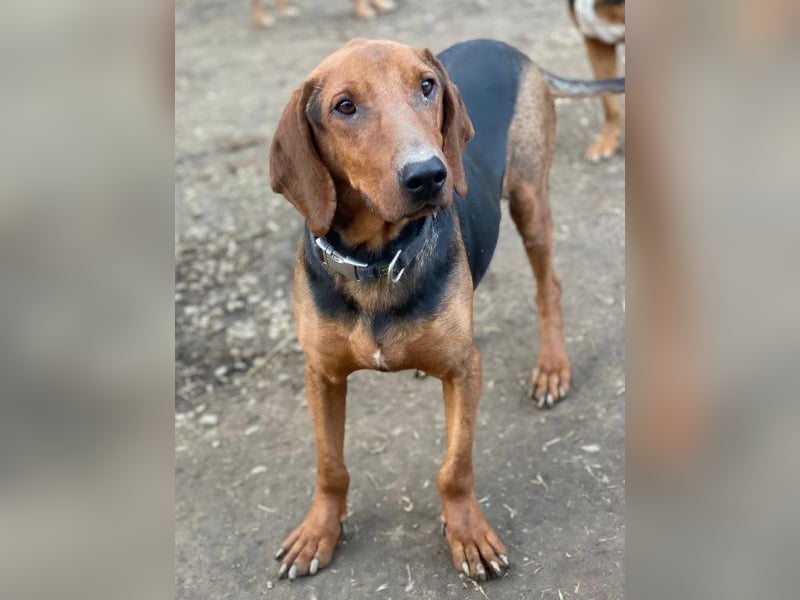 Abaluga, geb. ca. 01/2024, lebt in GRIECHENLAND, auf einer privaten Pflegestelle, Vermittlungshilf