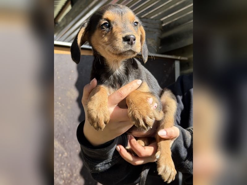 Loxana, geb. 12/2025, lebt auf einer Pflegestelle in 40789 Monheim