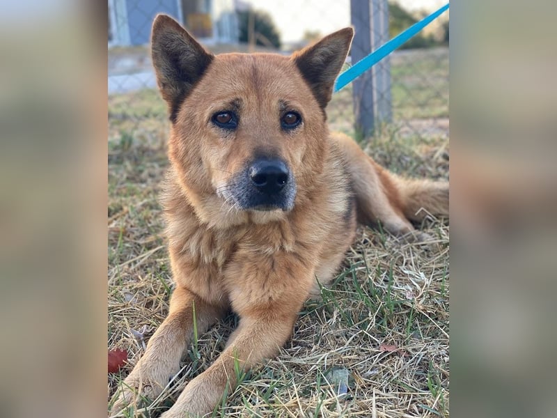 Foxita, geb. ca. 04/2020, lebt in GRIECHENLAND, im städt. Tierheim Serres