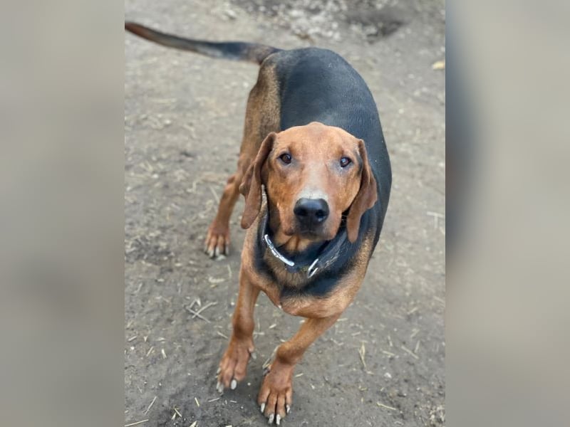 Abaluga, geb. ca. 01/2024, lebt in GRIECHENLAND, auf einer privaten Pflegestelle, Vermittlungshilf