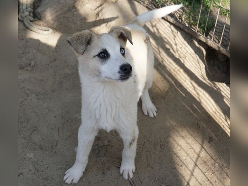 Maple, geb. ca. 12/2025, lebt auf einer Pflegestelle in 52531 Übach-Palenberg