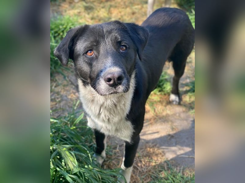 Sora,  geb. ca 03/2025, lebt in GRIECHENLAND, auf einer privaten Pflegestelle